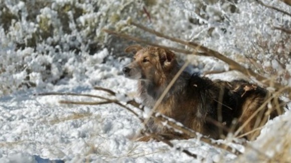 Photo du film Darling Companion