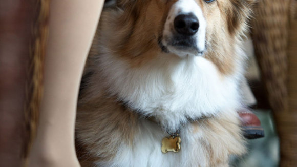 Photo du film Darling Companion