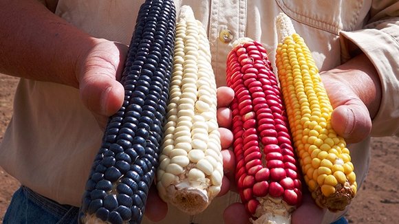 Photo from the movie Seed: The Untold Story