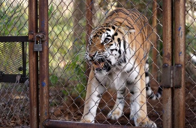 Photo from the movie The Tiger Rising