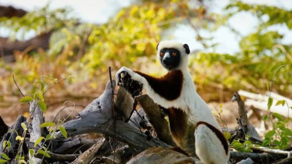 Photo from the movie Island of Lemurs: Madagascar