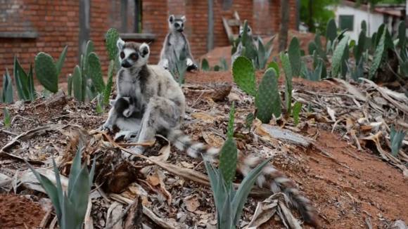 Photo from the movie Island of Lemurs: Madagascar