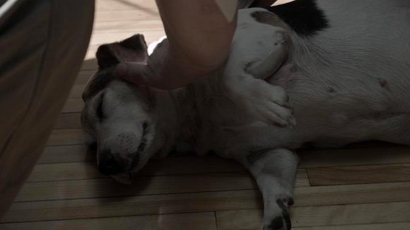 Photo from the movie Mon ami Dino