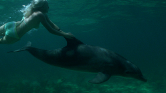 Photo from the movie Eye of the Dolphin
