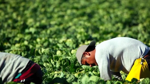Photo du film Food Chains