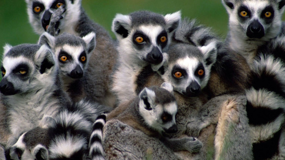 Photo from the movie Island of Lemurs: Madagascar