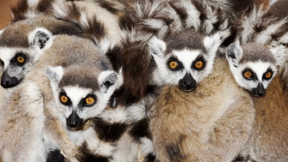 Photo from the movie Island of Lemurs: Madagascar