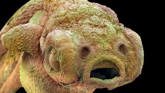 Photo from the movie Mysteries of the Unseen World