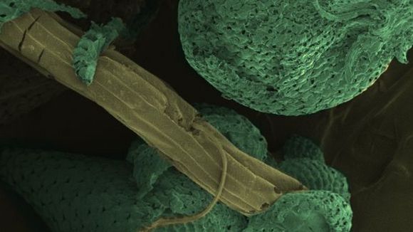 Photo from the movie Mysteries of the Unseen World