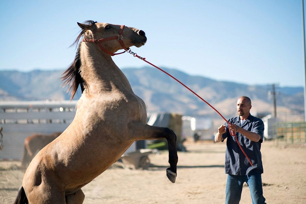 Photo du film The Mustang