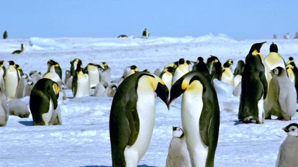 Photo du film Antarctica: On the Edge