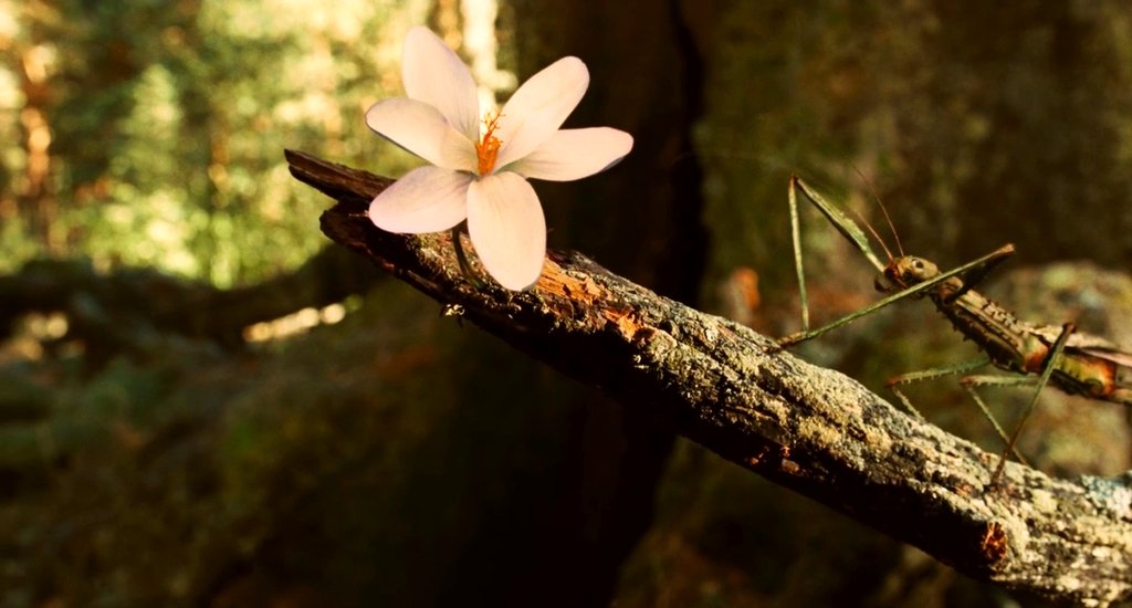 Photo du film Le Labyrinthe de Pan
