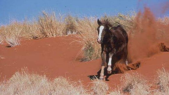 Photo du film Crinière au vent