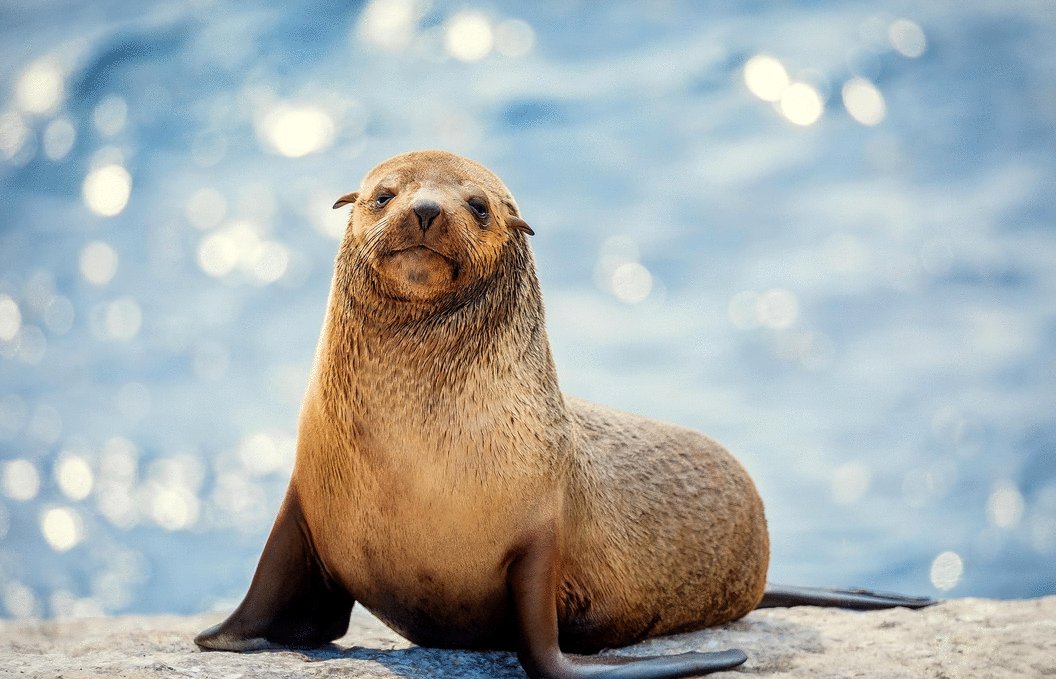 Photo from the movie The Secret Lives of Animals