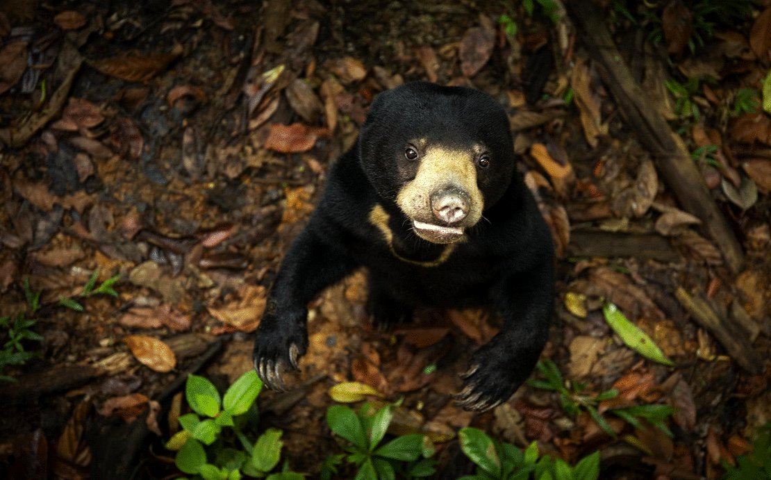 Photo from the movie The Secret Lives of Animals