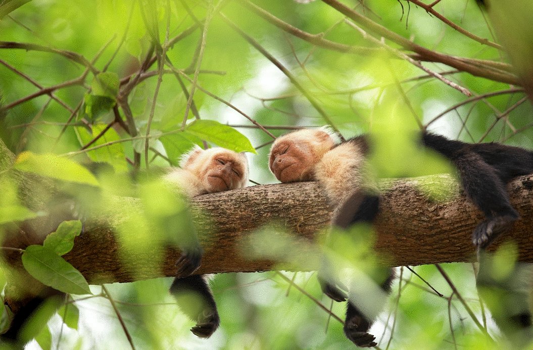 Photo from the movie The Secret Lives of Animals