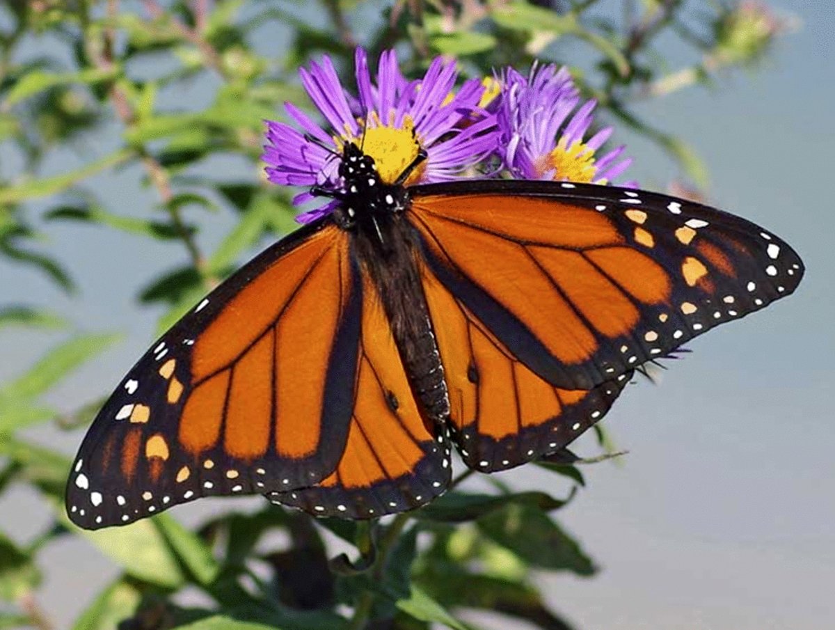 Photo du film Butterfly Journey