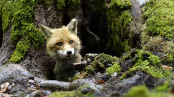 Photo du film Le Renard et L'Enfant
