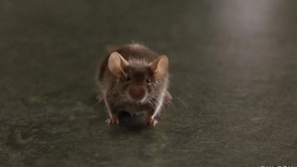 Photo du film La Ligne Verte