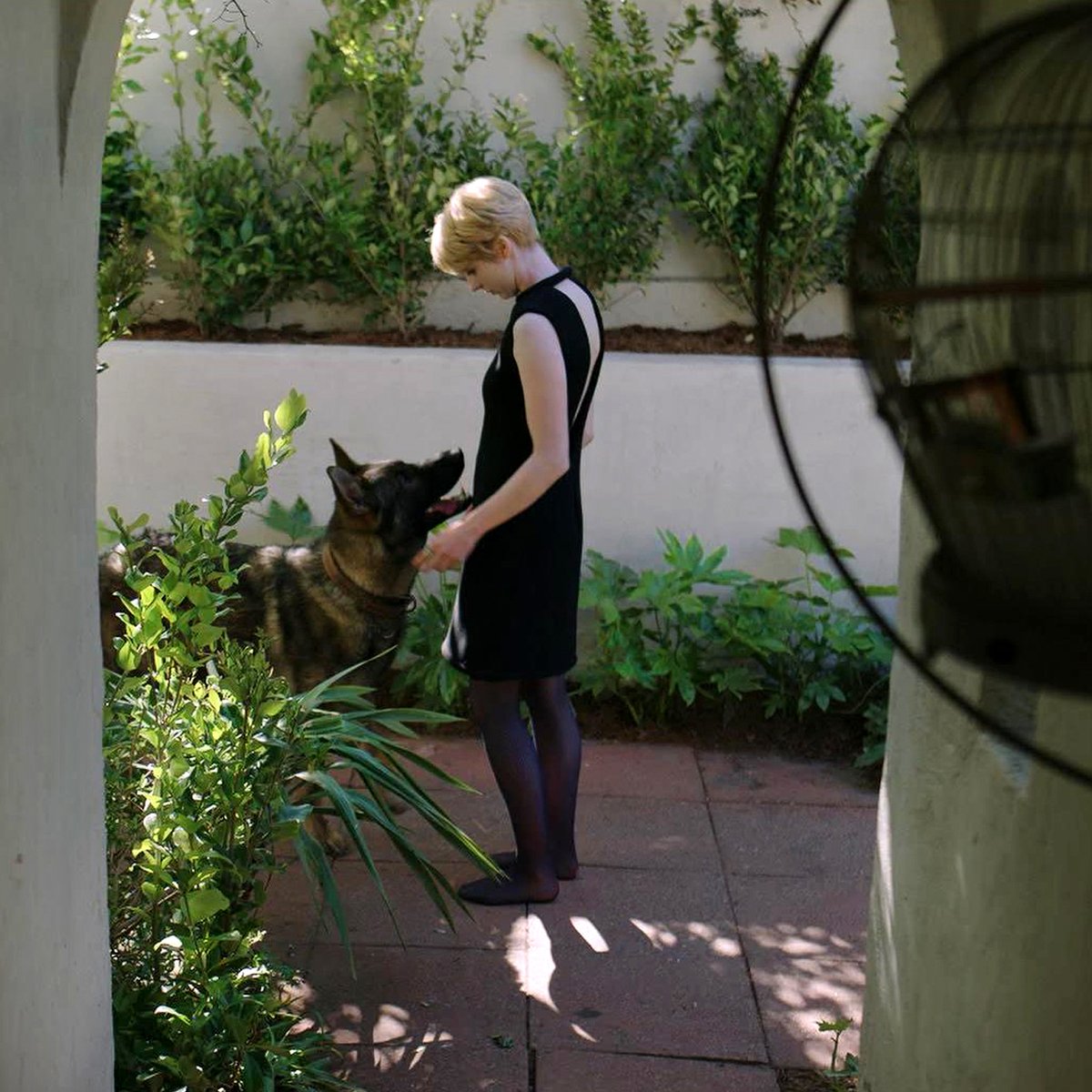 Photo from the movie White Dog