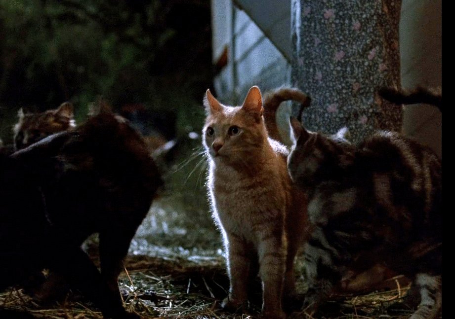 Photo from the movie Strays