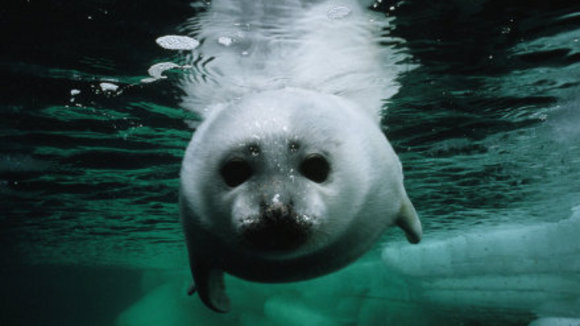 Photo from the movie Arctic Tale