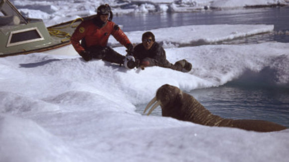 Photo from the movie Arctic Tale