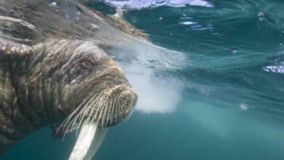 Photo from the movie Arctic Tale