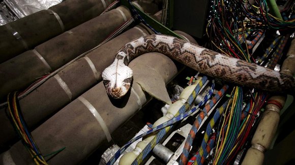 Photo from the movie Snakes on a Plane