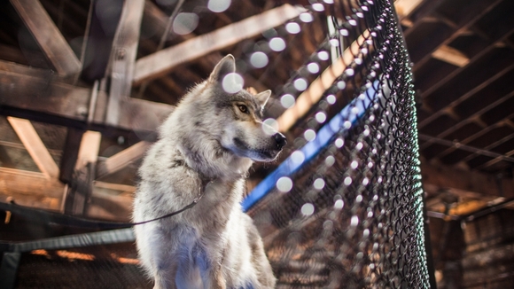 Photo from the movie Takedown: The DNA of GSP