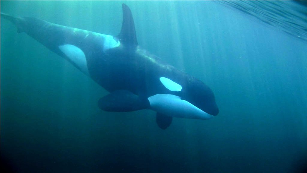 Photo du film La Baleine