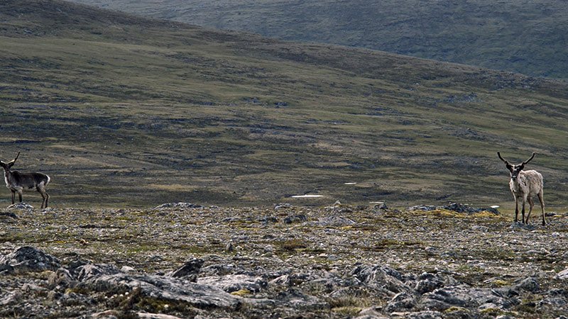 Photo du film Tuktuq