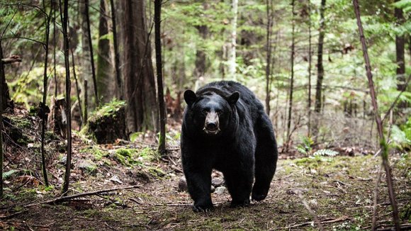 Photo from the movie Backcountry