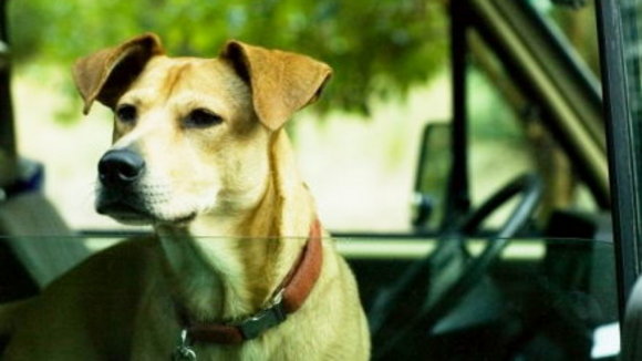 Photo du film Wendy et Lucy