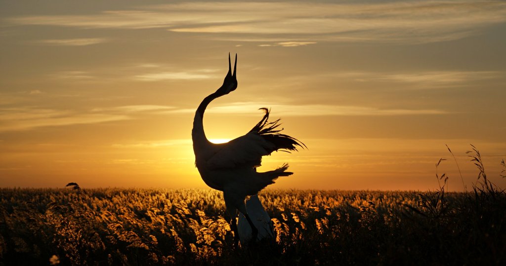 Photo from the movie Born in China