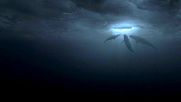 Photo du film Le Grand miracle