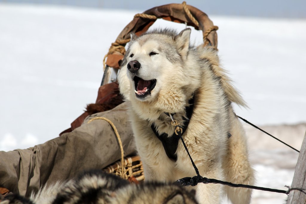 Photo from the movie The Great Alaskan Race