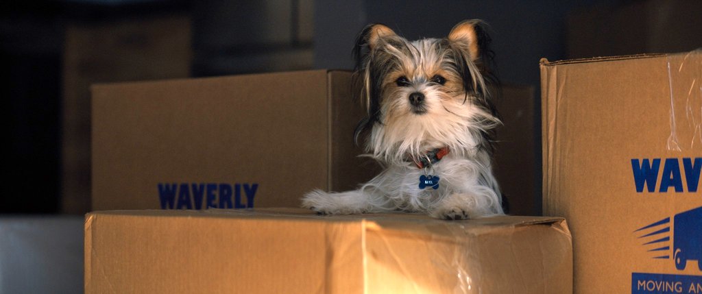 Photo du film Mes voyages de chien