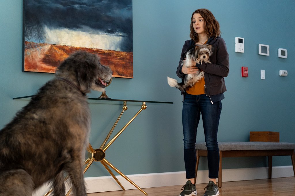 Photo du film Mes voyages de chien