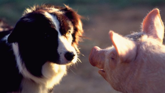 Photo from the movie Babe