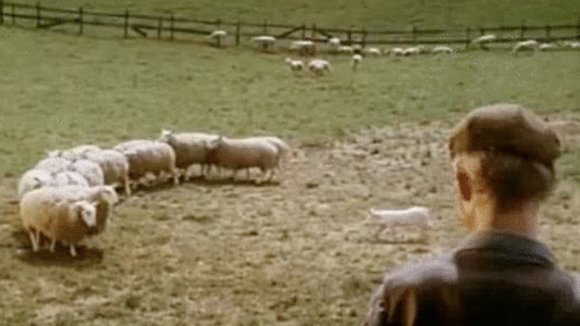 Photo from the movie Babe