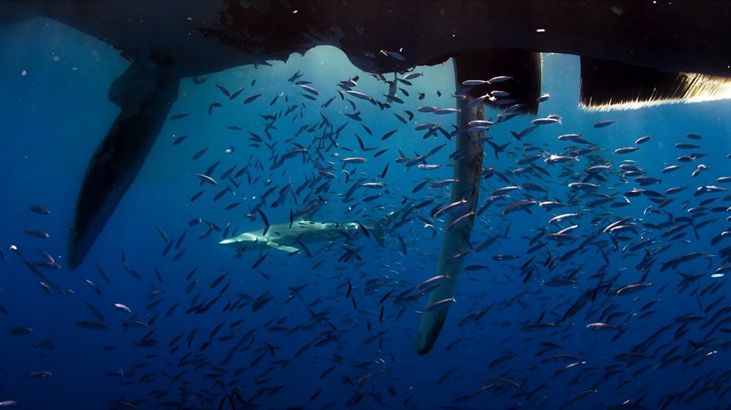 Photo du film Blue Planet II