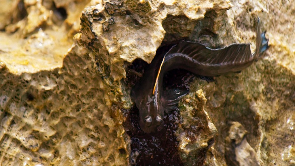 Photo du film Blue Planet II