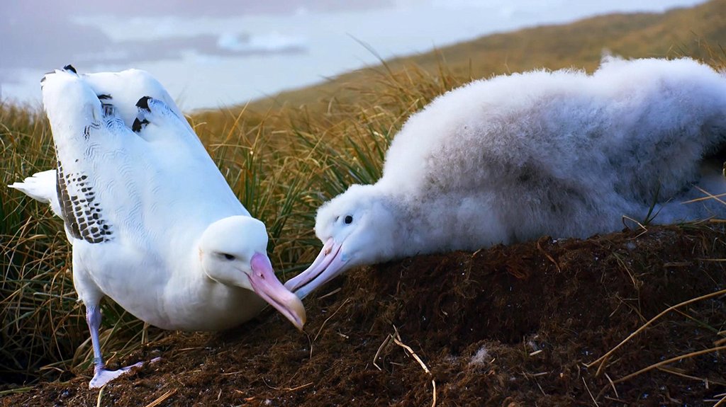Photo du film Blue Planet II