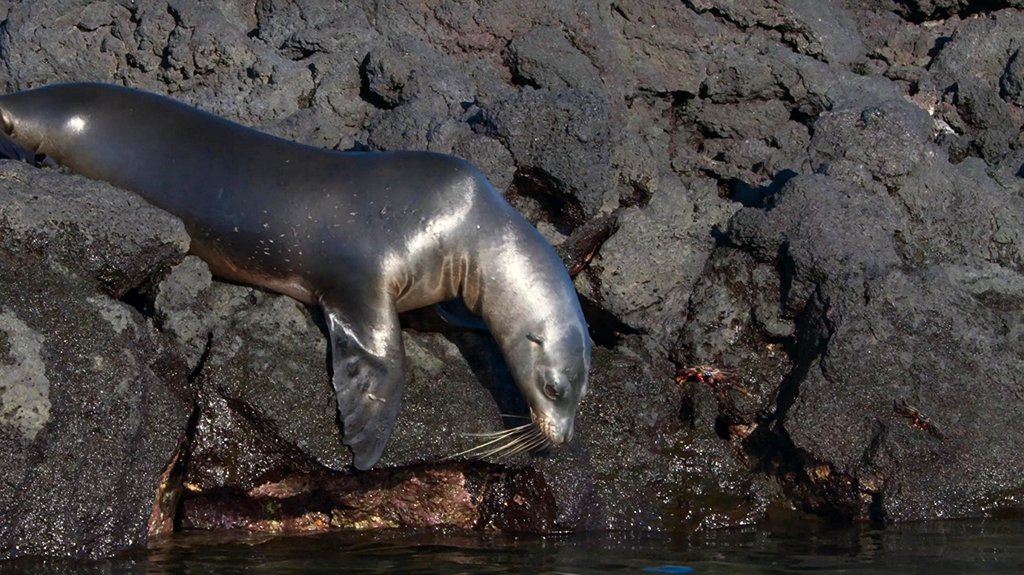Photo du film Blue Planet II