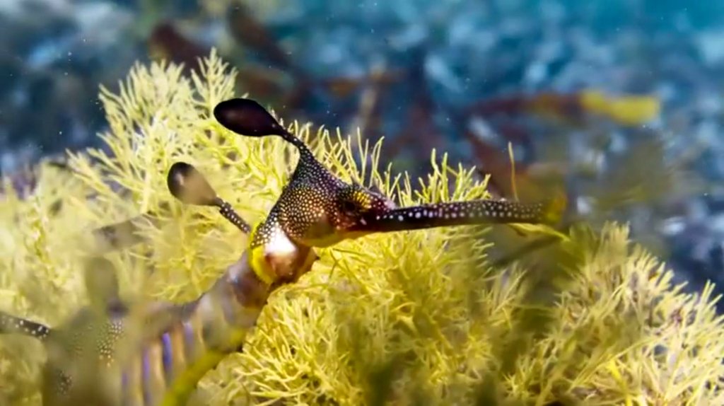 Photo du film Blue Planet II