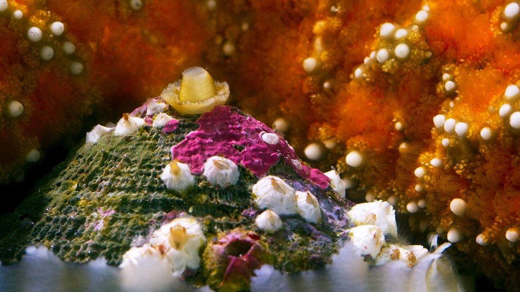 Photo du film Blue Planet II