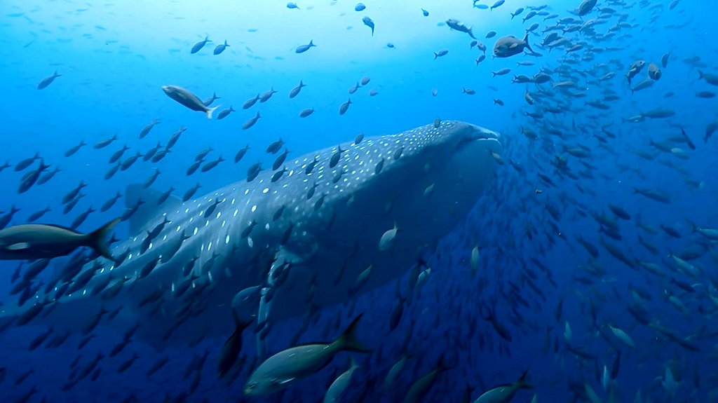 Photo du film Blue Planet II