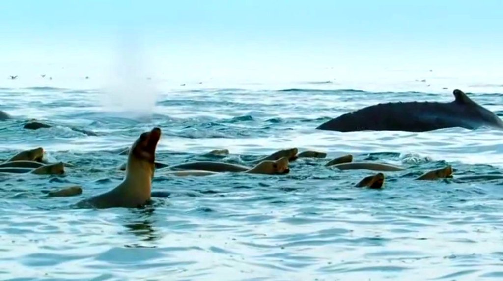 Photo du film Blue Planet II