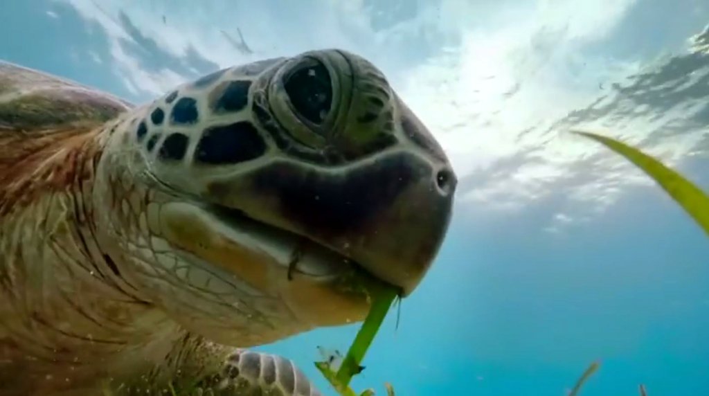 Photo du film Blue Planet II